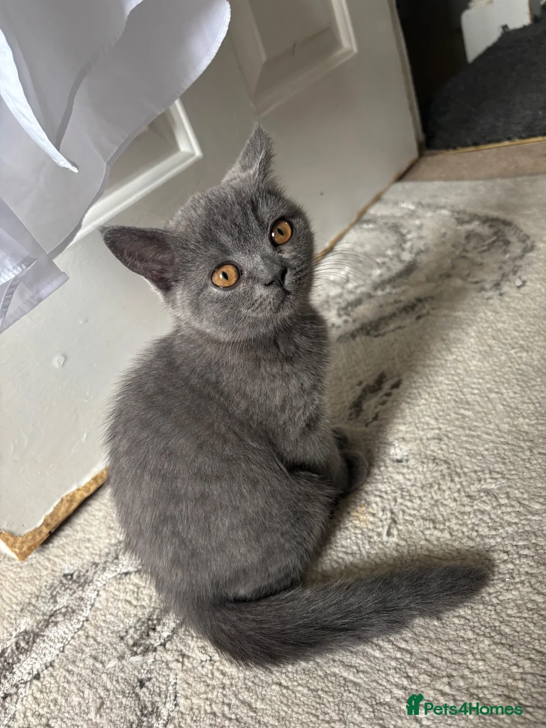 British Shorthair cats for sale: 🐾 2 beautiful British blue shorthair girls🐾 - Advert 17