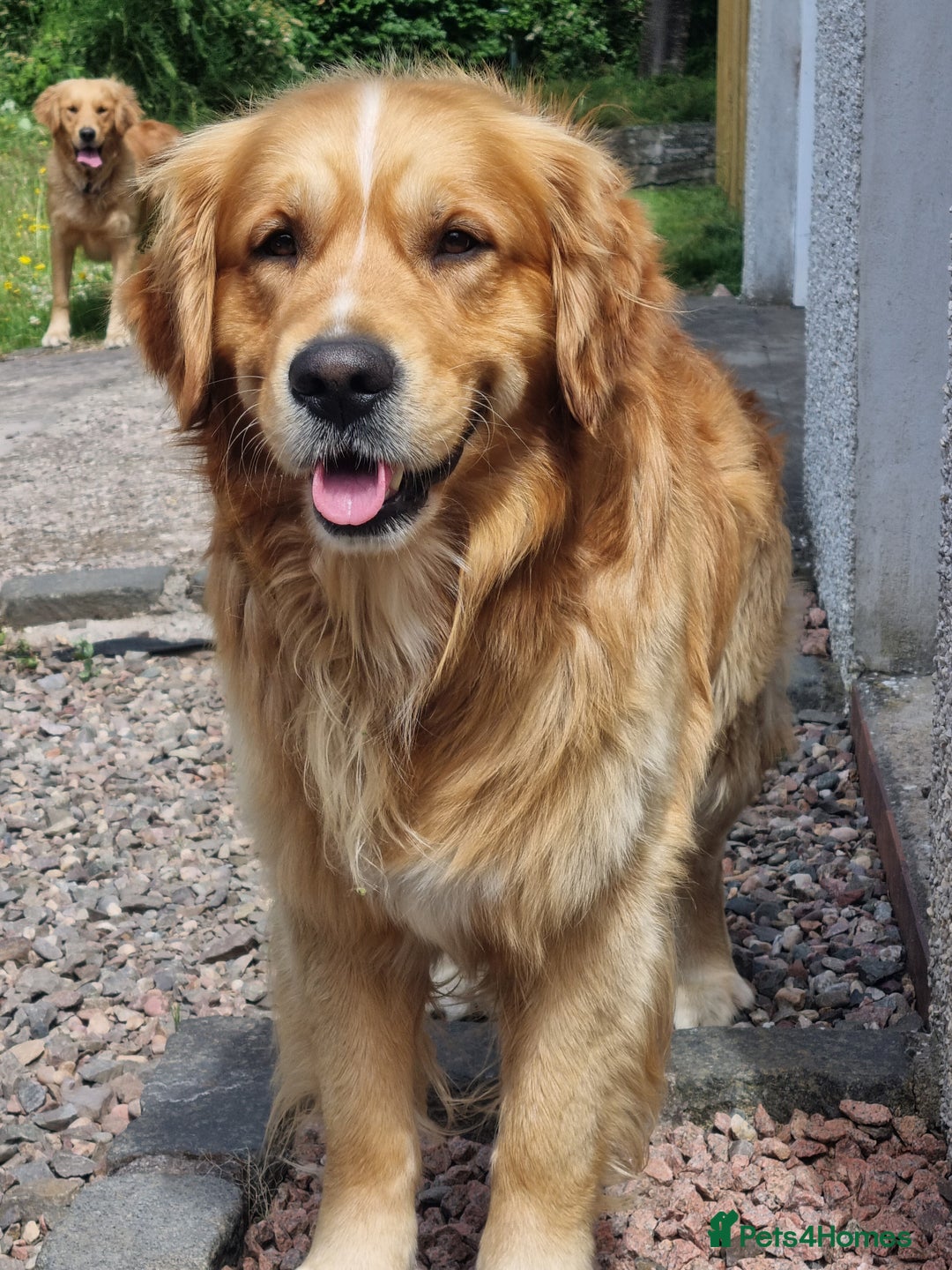 Golden Retriever dogs for sale: KC Golden Retriever Puppies - Image 8