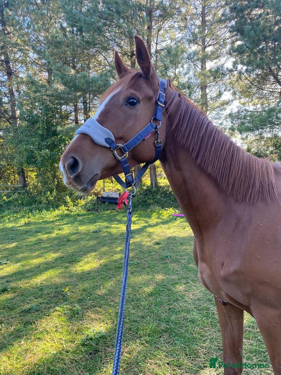 English Thoroughbred horses for sale: Vienna - Advert 2