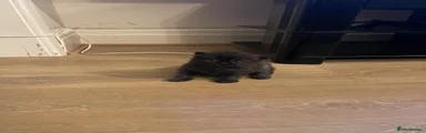 Persian 1