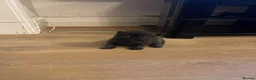Persian cats for sale: 3 beautiful pure bred Persian kitten - Advert 9