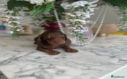 Miniature Dachshund dogs for sale: **Quality Super tiny dachshunds -Ready now - Image 16