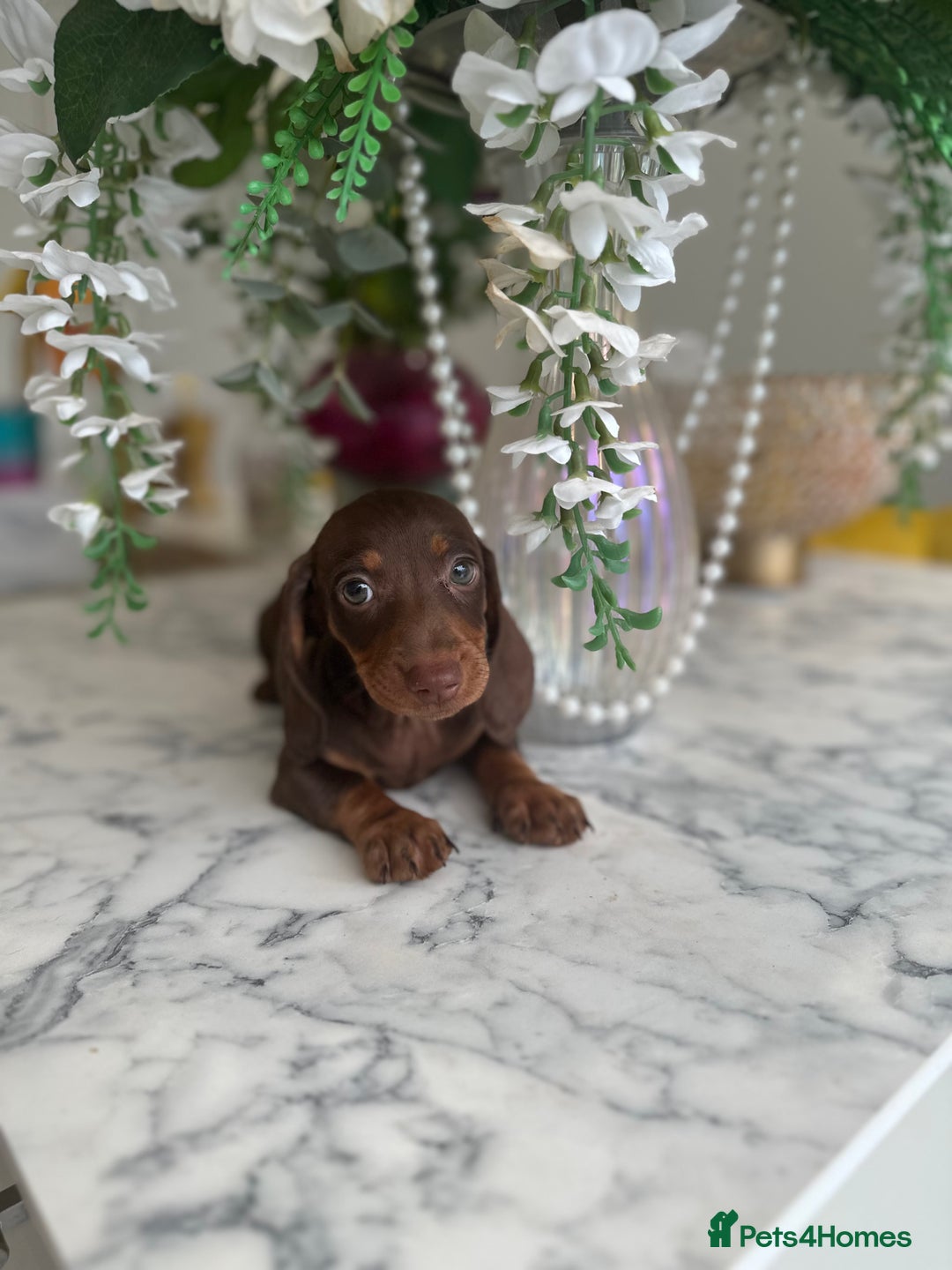 Miniature Dachshund dogs for sale: **Quality Super tiny dachshunds -Ready now - Image 16