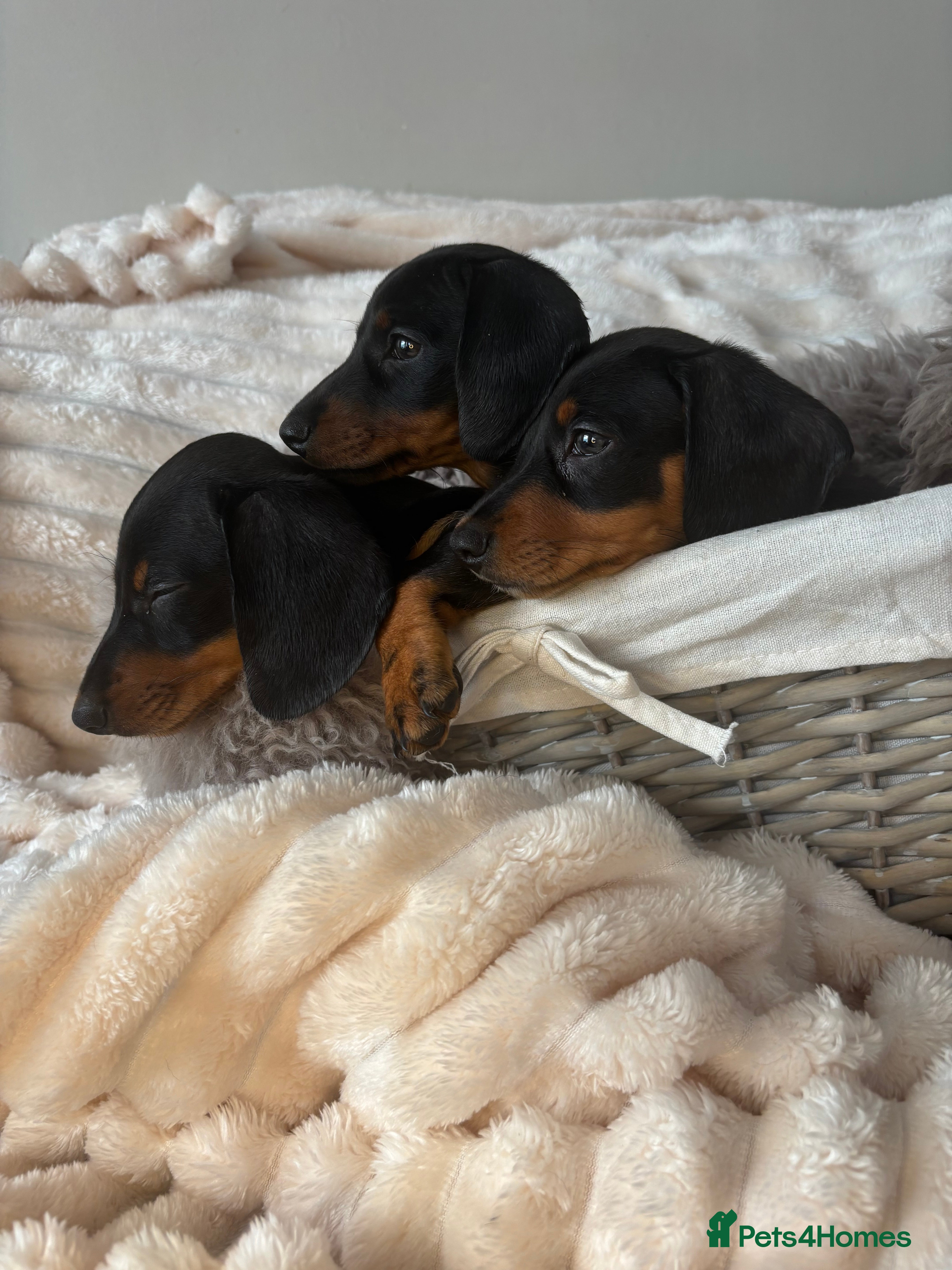 Miniature Dachshund dogs READY TO LEAVE KC mini dachshunds    - Advert 5