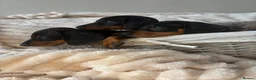Miniature Dachshund dogs for sale: READY TO LEAVE KC mini dachshunds    - Advert 3