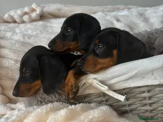 Miniature Dachshund dogs READY TO LEAVE KC mini dachshunds - Advert 5