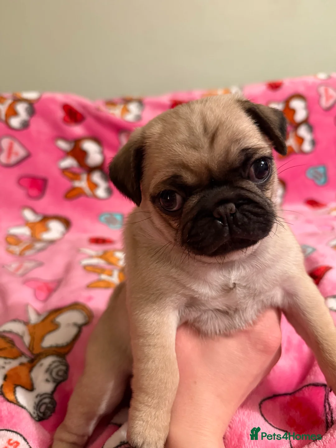 Pug dogs for sale: Pug puppies  in Glasgow - Advert 1