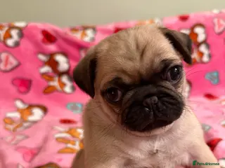 Pug dogs Pug puppies - Advert 1