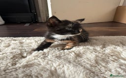 Mixed Breed cats for sale: 3 sweet kittens ready 27th Sep - Image 6