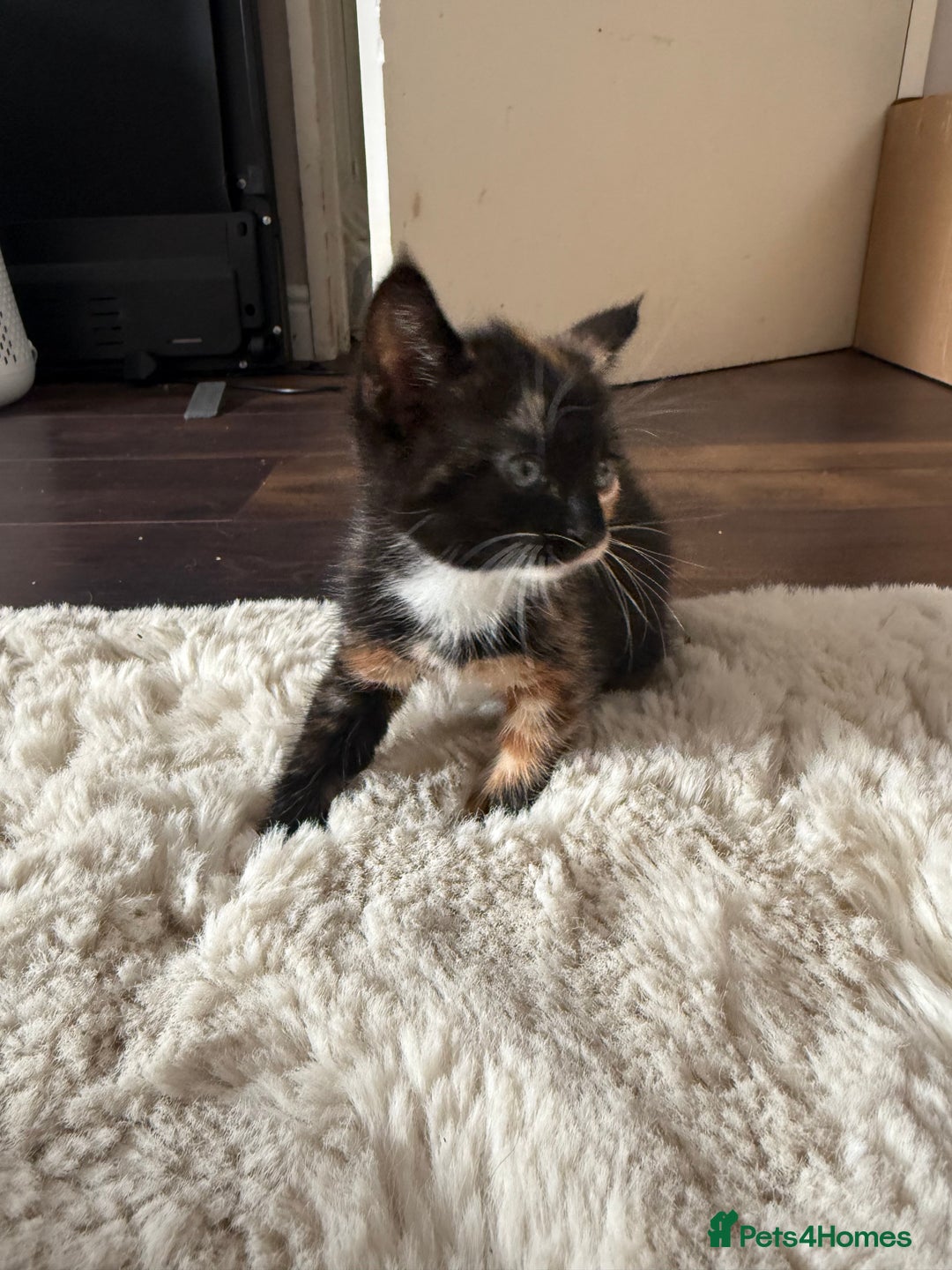 Mixed Breed cats for sale: 3 sweet kittens ready 27th Sep - Image 6