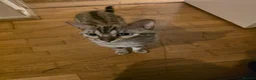 Bengal cats for stud:  Beautiful Snow bengal called snow - Advert 7