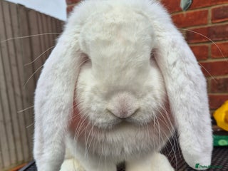 French Lop rabbits Rew French lop Buck & agouti doe - Advert 2