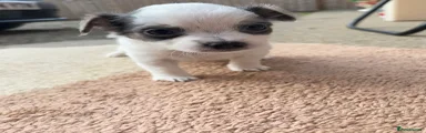 Chihuahua 3