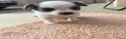 Chihuahua dogs for sale: Stunning Litter of Chihuahua Puppies for Sale in Manchester - Advert 1