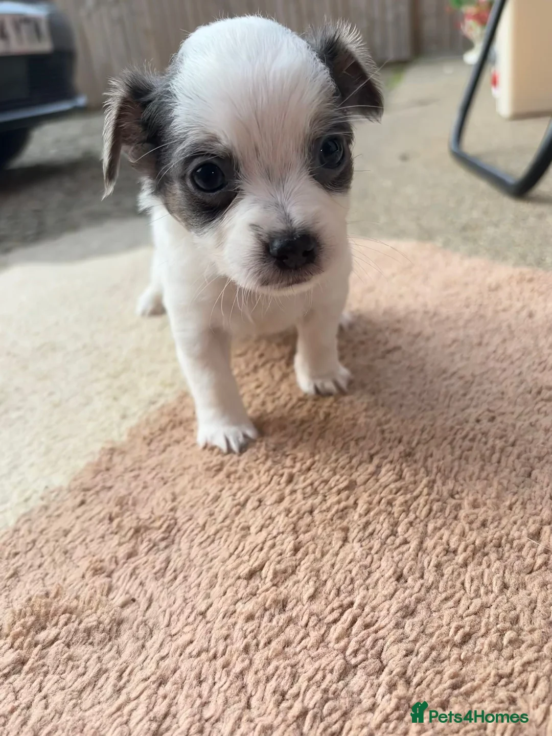 Chihuahua dogs for sale: Stunning Litter of Chihuahua Puppies for Sale in Manchester - Advert 1