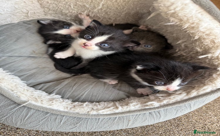 Mixed Breed cats - Advert 1