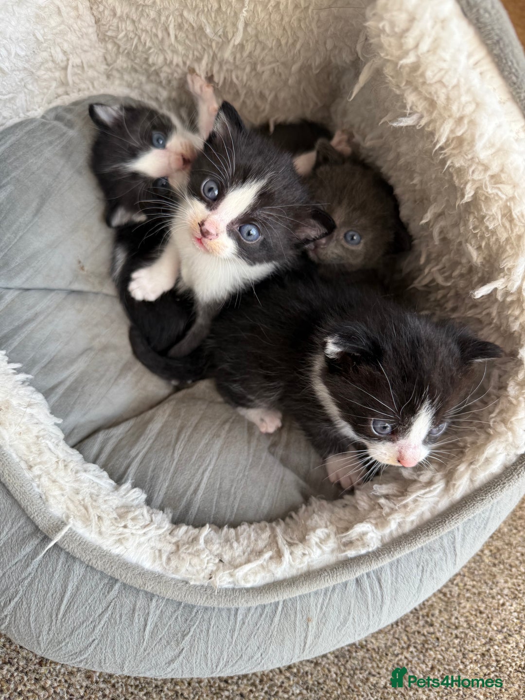 Mixed Breed cats for sale: Kittens for sale  - Image 1