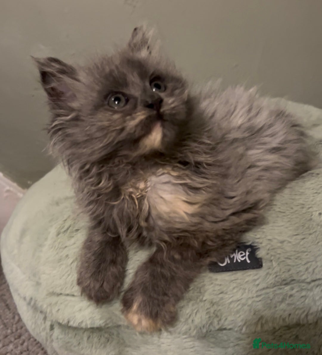 Maine Coon cats for sale: Maine Coon girl READY NOW - Advert 14