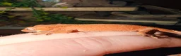 Gecko reptiles for sale: Various Crested Geckos - Advert 5