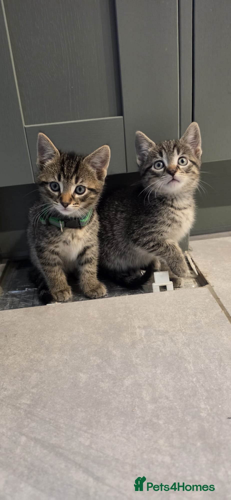 Mixed Breed cats Kittens for sale - Advert 14