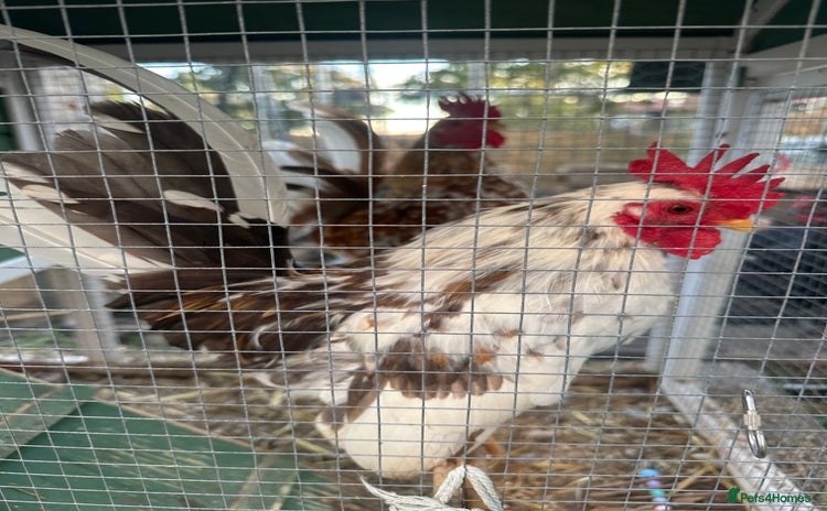 Chickens poultry - Advert 1