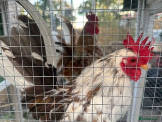 Chickens poultry - Advert 25