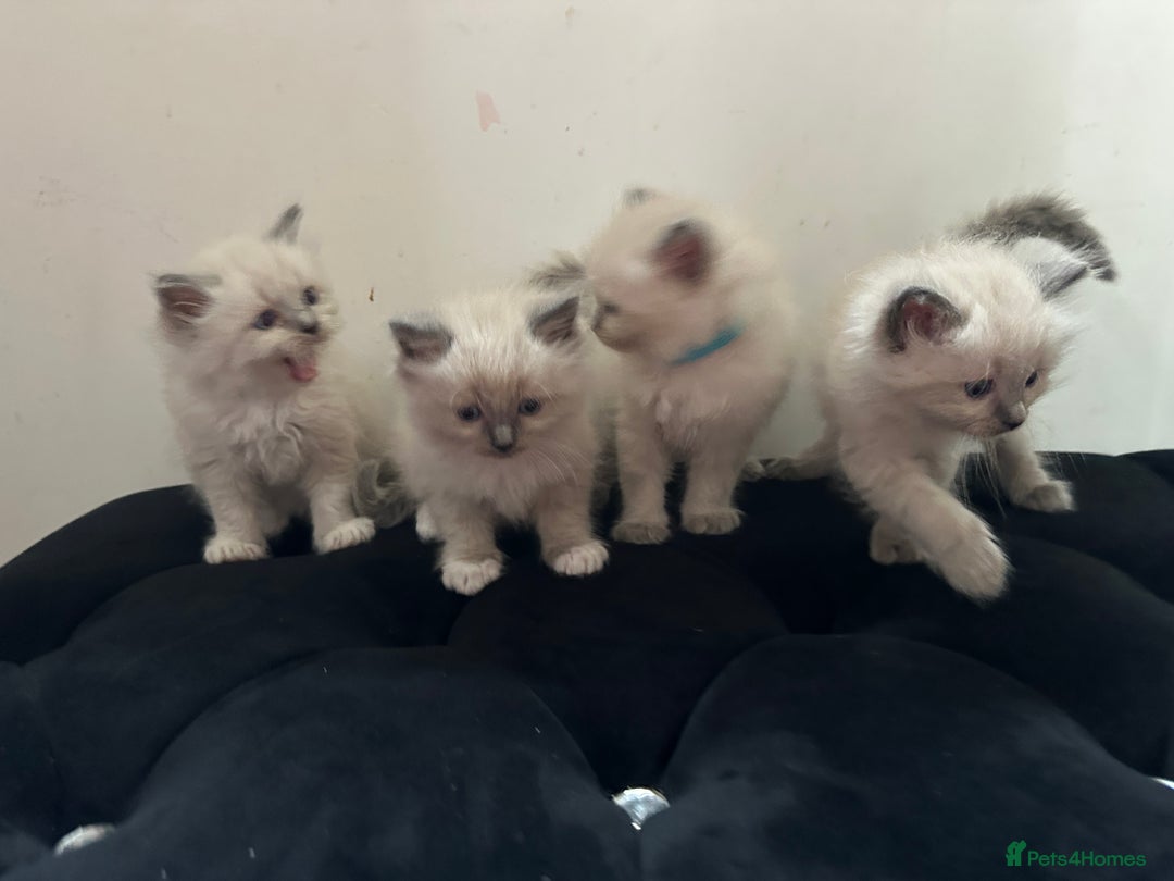 Ragdoll cats for sale: ragdoll kittens ready in 1 week  🩵💚💜 - Image 15