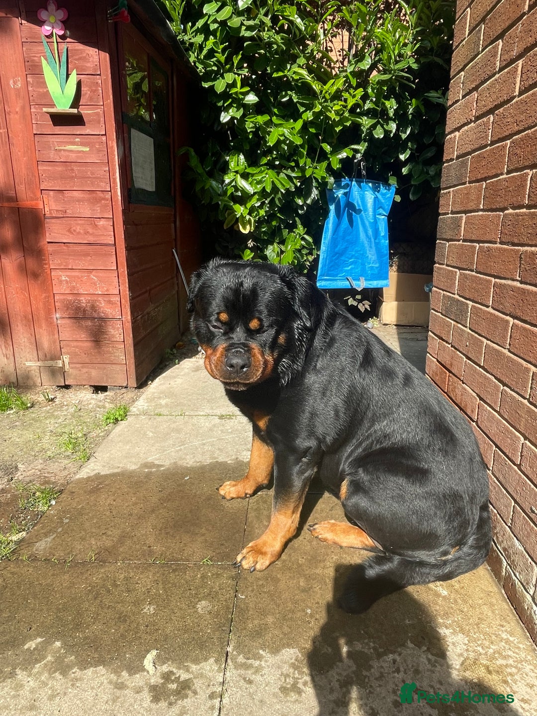 Rottweiler dogs for sale: Looking for new home  - Image 7