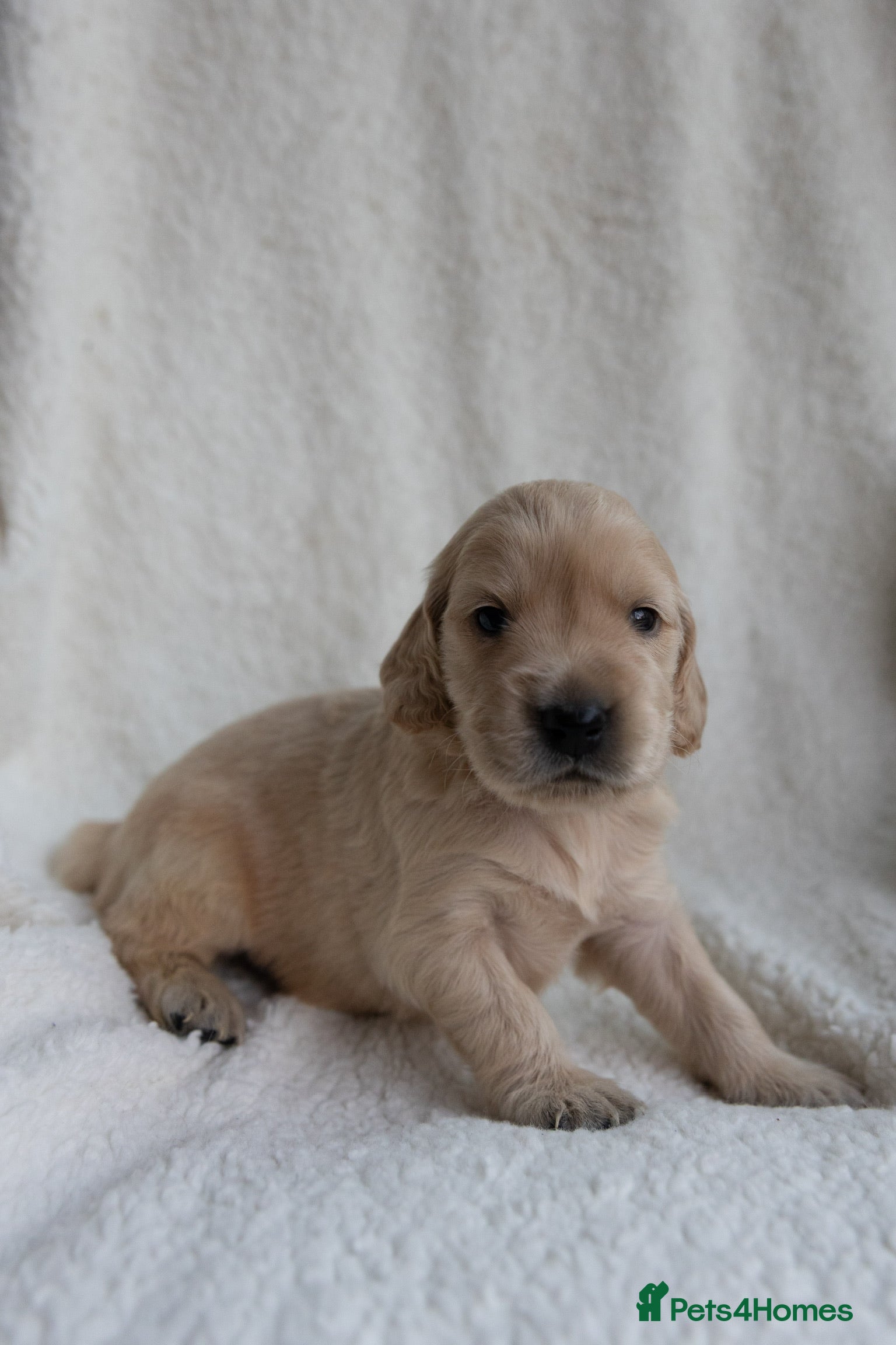 Mixed Breed dogs Mini Golden retriever ( Dakota sport retriever) - Advert 1