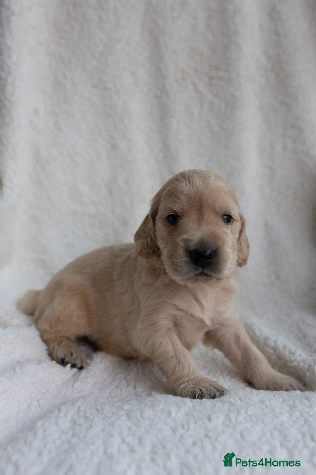 Mixed Breed dogs for sale: Mini Golden retriever ( Dakota sport retriever) - Advert 1