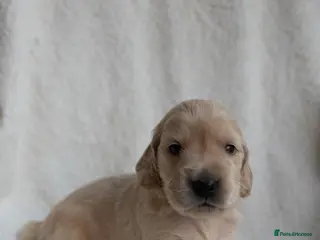 Mixed Breed dogs Mini Golden retriever ( Dakota sport retriever) - Advert 1