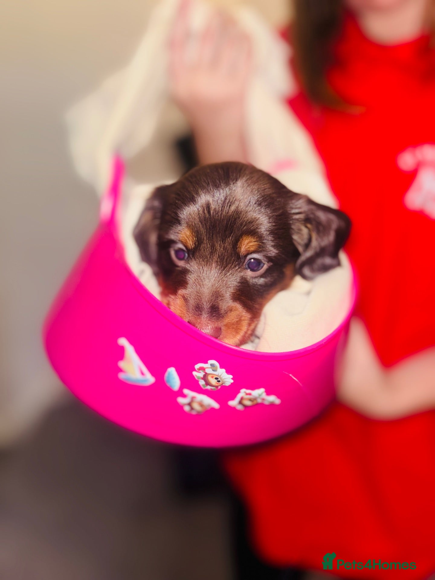 Miniature Dachshund dogs Miniature dachshund puppies - Advert 5