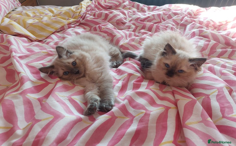 Ragdoll cats - Advert 4
