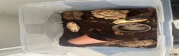 Snails invertebrates for sale: Giant African Land Snail and Tank/heater - Advert 3