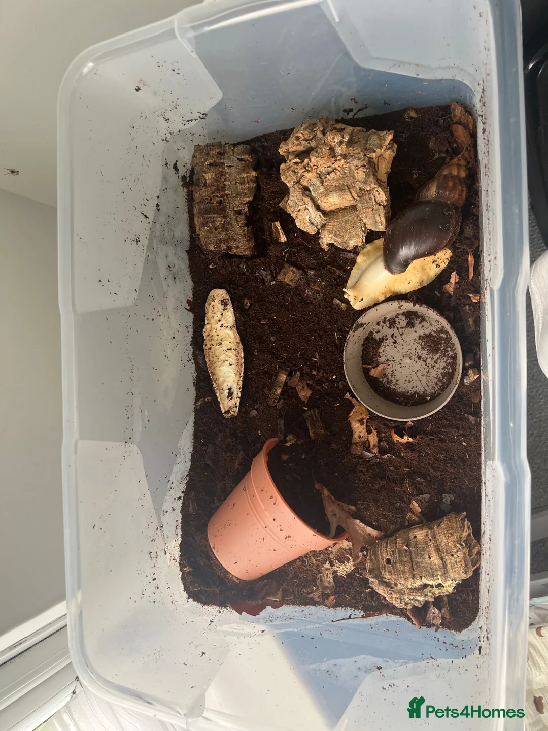 Snails invertebrates for sale: Giant African Land Snail and Tank/heater - Advert 3