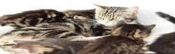 Mixed Breed cats for sale: Meet Our Beautiful Kittens! 🐾 - Advert 17
