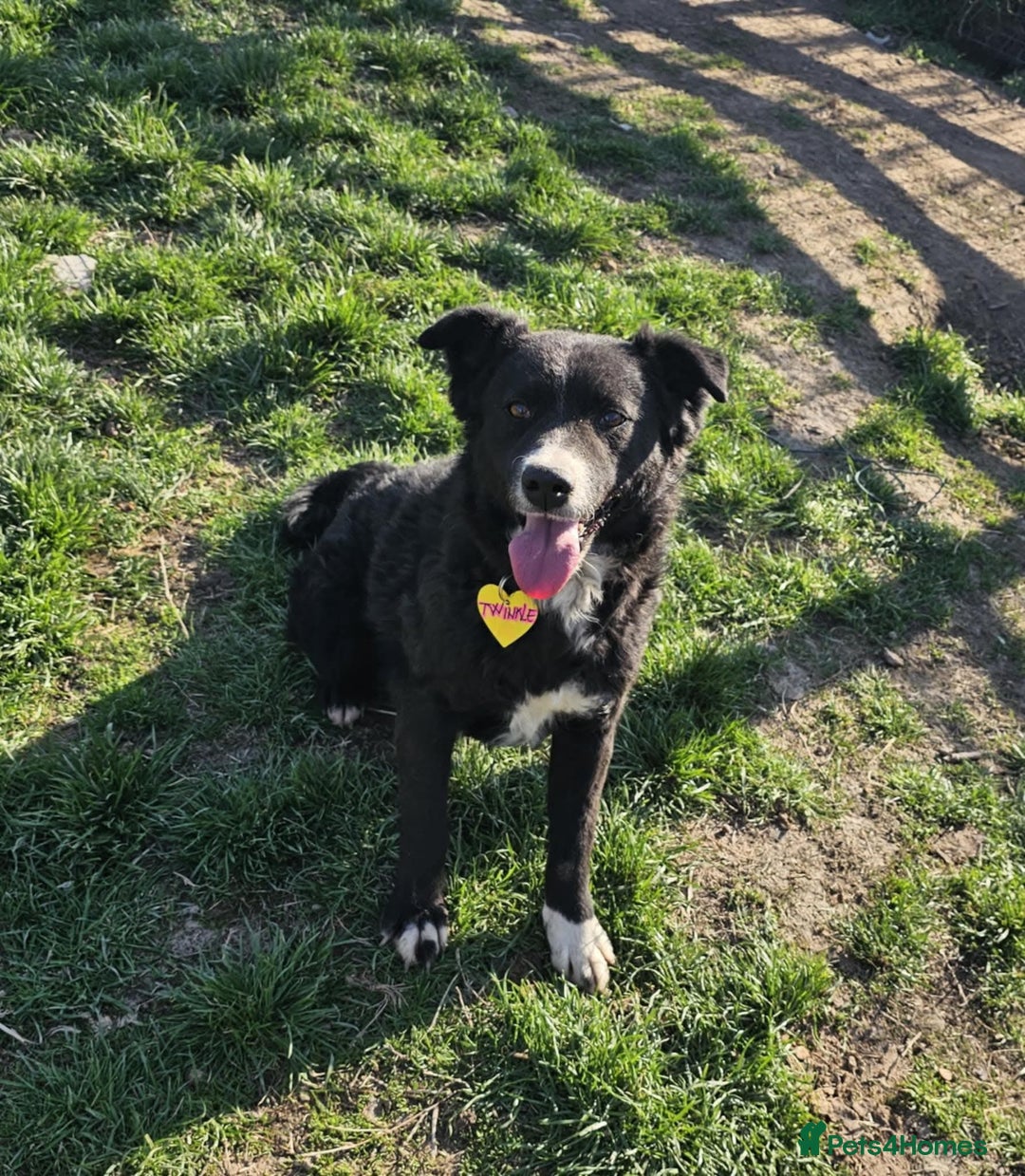 Mixed Breed dogs for sale:  🐾❤️ TWINKLE–YOUR DAILY DOSE OF JOY,  💖🐾 - Image 2