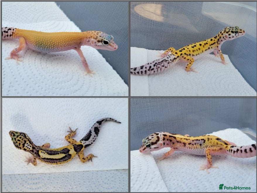 Leopard Gecko reptiles Baby Leopard Geckos - Advert 9