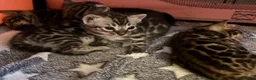 Bengal cats for sale: Beautiful TICA brown and silver Bengal kittens  - Advert 2