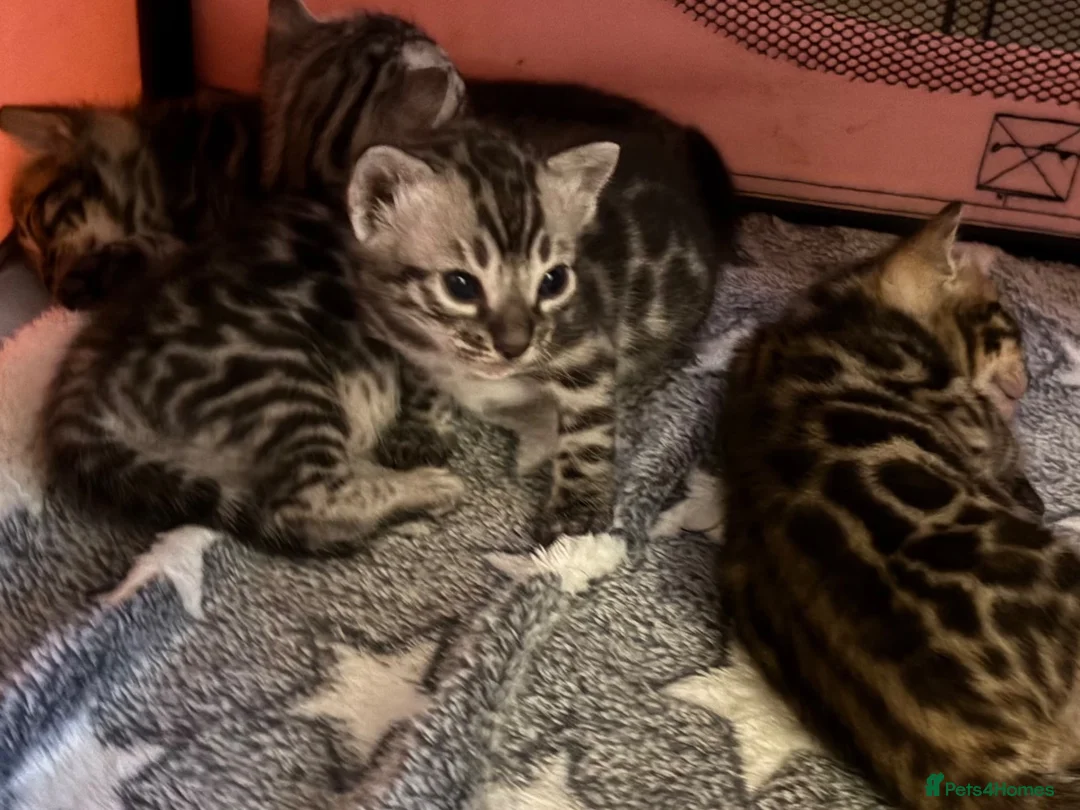 Bengal cats for sale: Beautiful TICA brown and silver Bengal kittens  - Advert 2