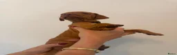 Hungarian Vizsla dogs for sale: KC Hungarian Vizsla Puppies - Advert 21