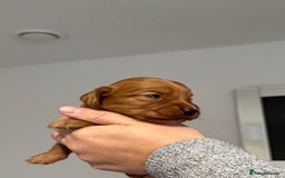 Cocker Spaniel dogs for sale: Red Cocker Spaniel Puppies - Image 24