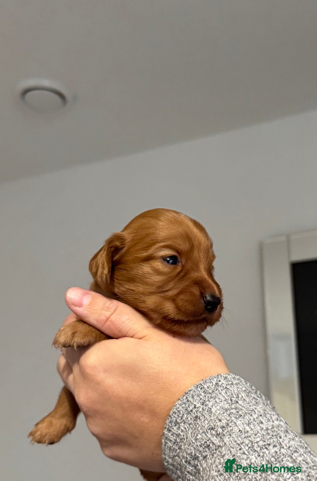 Cocker Spaniel dogs for sale: Red Cocker Spaniel Puppies - Image 24
