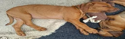 Rhodesian Ridgeback dogs for sale: KC reg,Excellent Ridges,Health checked/Elb/Hip/JME - Advert 15