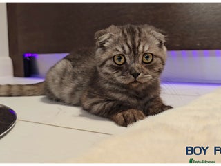 British Shorthair cats British Blue Kittens - Advert 4