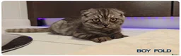 British Shorthair cats for sale: British Blue Kittens - Advert 1