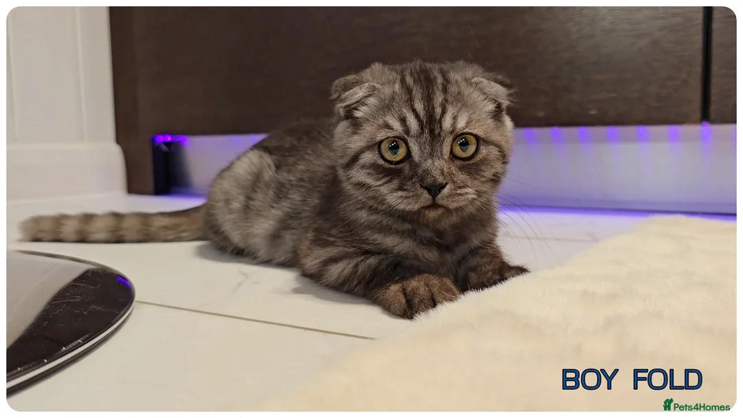 British Shorthair cats for sale: British Blue Kittens - Advert 1