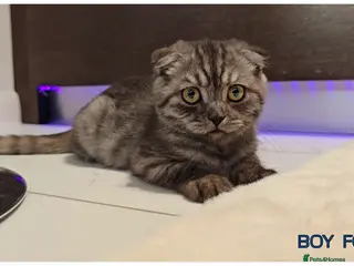 British Shorthair cats British Blue Kittens - Advert 1