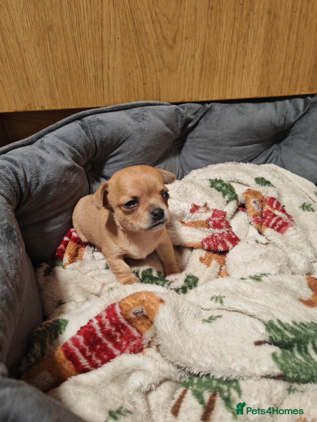 Chihuahua dogs for sale: Tiny chihuahua's  - Image 13