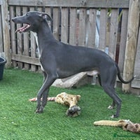 Whippet dogs 👑LEWI 👑 in Newport - Advert 1